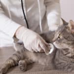 Doctor Shopping…at the Local Vet’s Office?