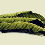 5 Things About Kratom You Need to Know