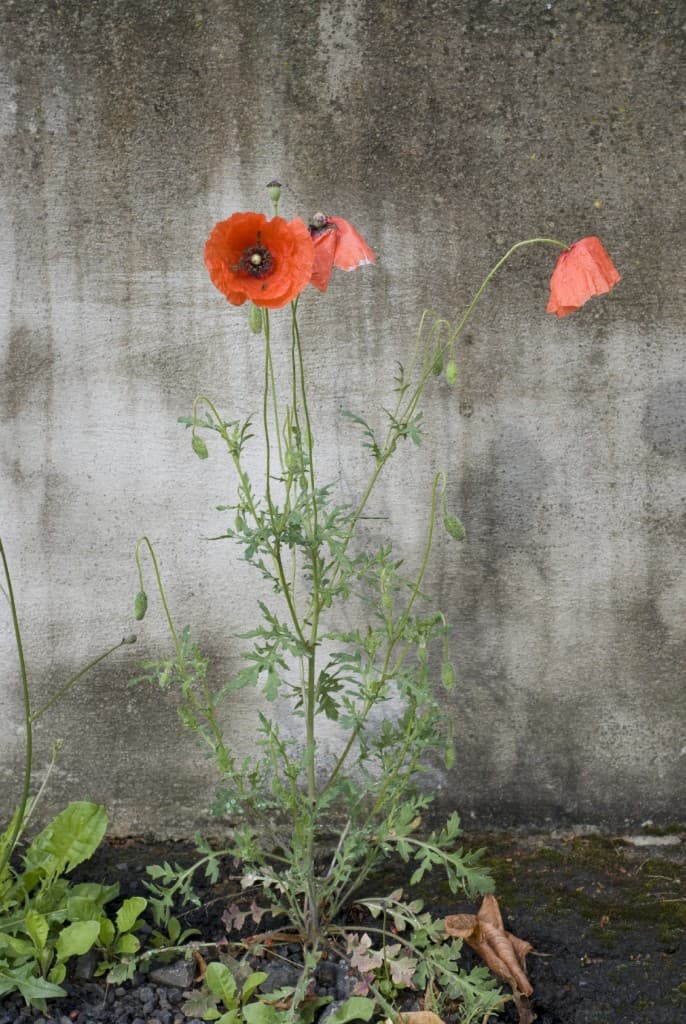 9 Memorable Quotes from Former Addicts - DrugAbuse.com