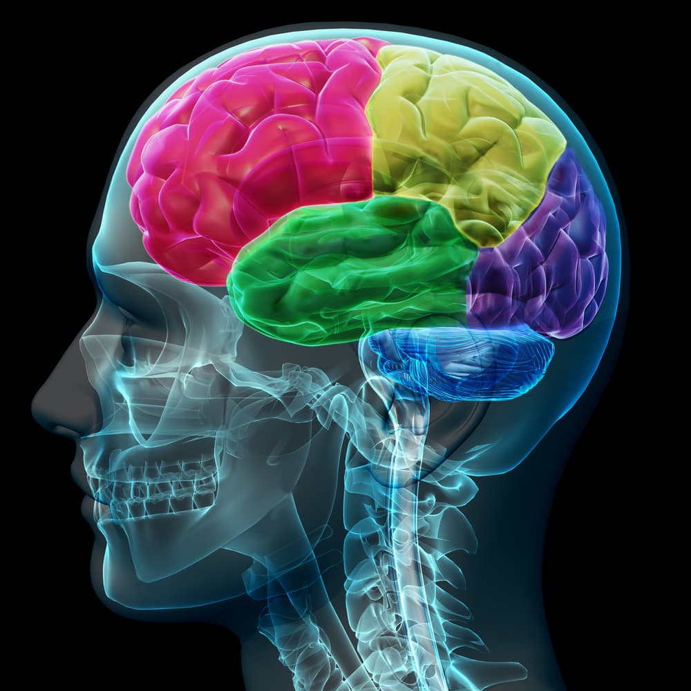 Alcohol And The Brain How Does Alcohol Affect The Brain 